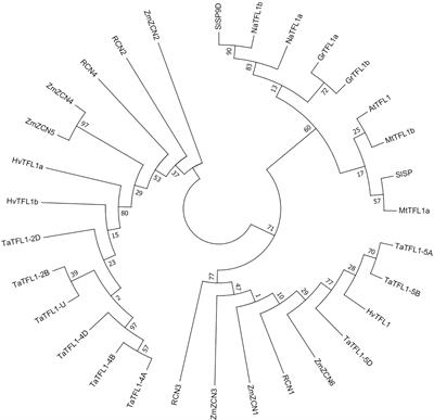 Genome-edited TaTFL1-5 mutation decreases tiller and spikelet numbers in common wheat